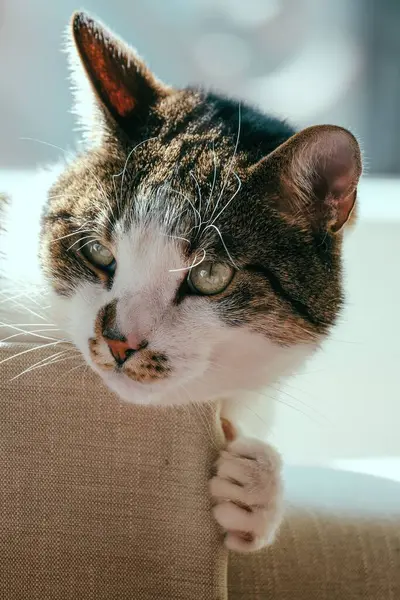 Primo Piano Adorabile Gatto Tabby Sul Divano — Foto Stock