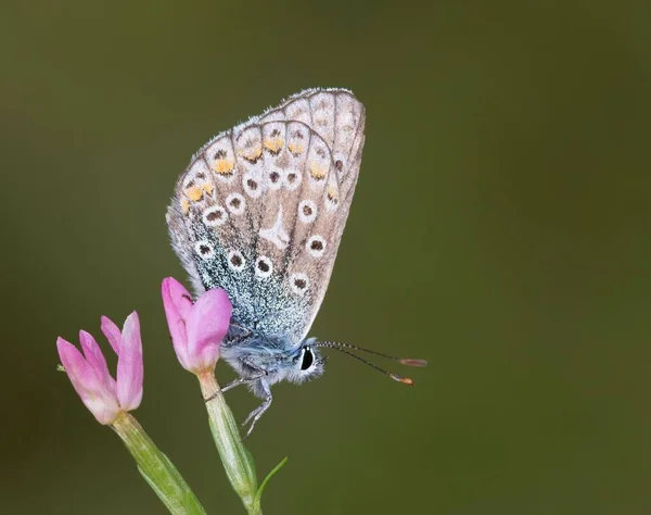 Zbliżenie Ujęcie Pospolitego Niebieskiego Motyla Kwiatku Ogrodzie — Zdjęcie stockowe