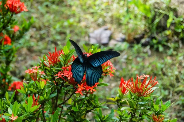 Big Tropical Butterfly Green Wilderness — Stock Photo, Image