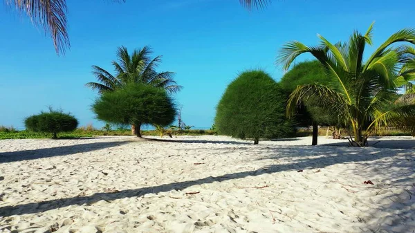 Una Hermosa Foto Algunos Árboles Una Playa Durante Día Asia — Foto de Stock