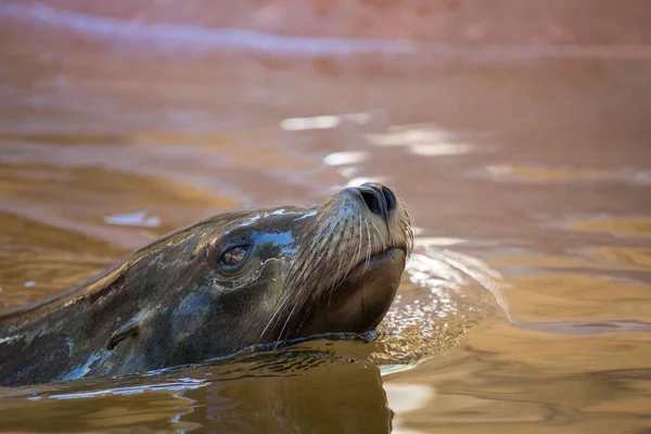 Eine Nahaufnahme Des Entzückenden Kalifornischen Seelöwen Wasser — Stockfoto