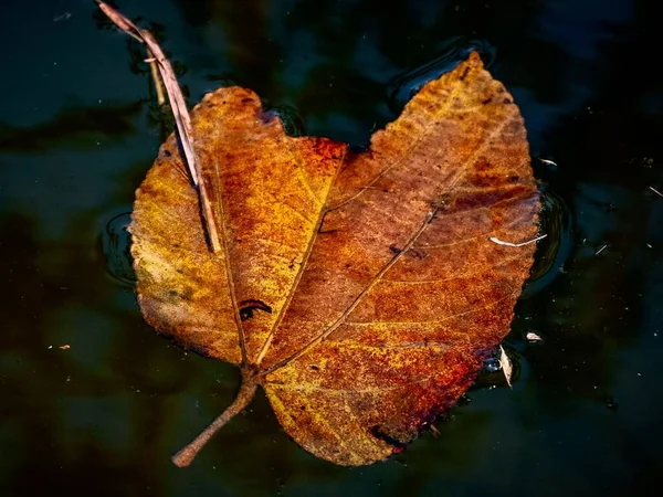 秋の紅葉のクローズアップ — ストック写真