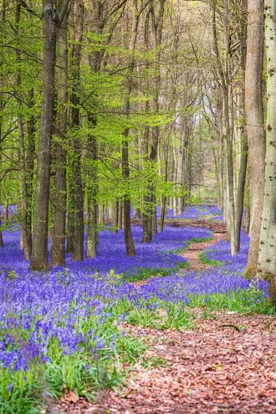 A vertical shot of a common bluebell (Hyacinthoides non-scripta) carpet growing under trees