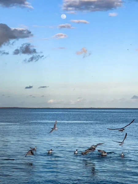 Flock Seagull Birds Fly Sea — Stockfoto