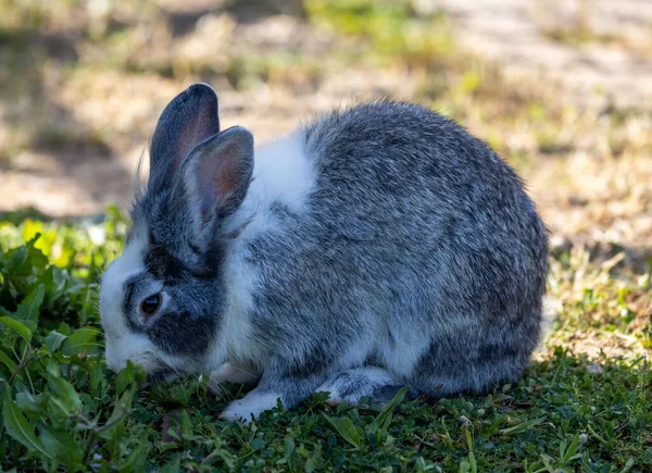 Крупный План Милого Пушистого Кролика Поедающего Траву — стоковое фото