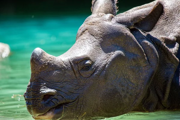Zbliżenie Uroczego Indyjskiego Nosorożca Wodzie Zoo — Zdjęcie stockowe