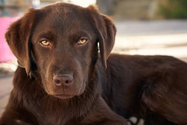 Primer Plano Del Perro Labrador Welpe Con Ojos Amarillos Tumbado — Foto de Stock