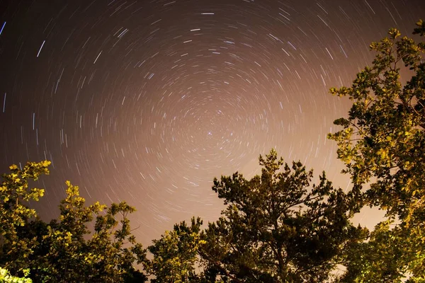 Ein Niedriger Winkel Grüner Bäume Gegen Sternenspuren Himmel — Stockfoto