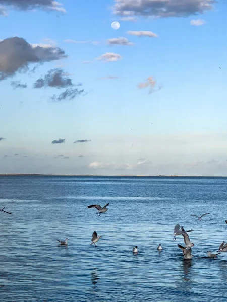 Flock Seagull Birds Fly Sea — 스톡 사진