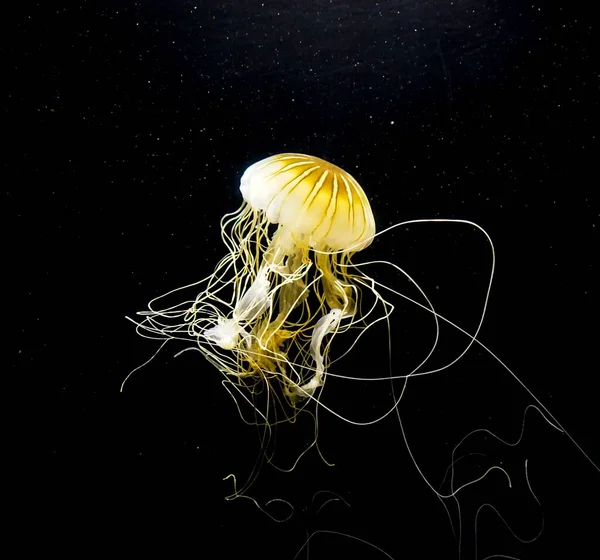 Arka Planda Sarı Biyoluminesens Denizanası Var — Stok fotoğraf