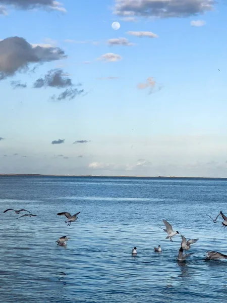 Flock Seagull Birds Fly Sea — Photo
