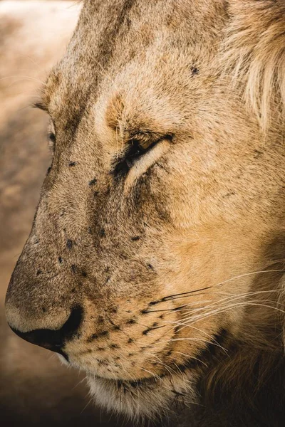Leão Poderoso Num Campo Deserto — Fotografia de Stock