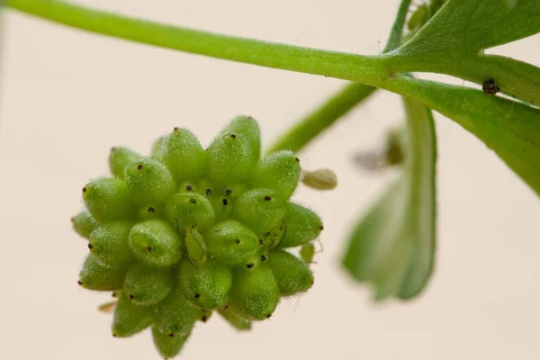 Testa Seme Anemone Balkan Anemone Blanda Isolato Fondo Chiaro Con — Foto Stock