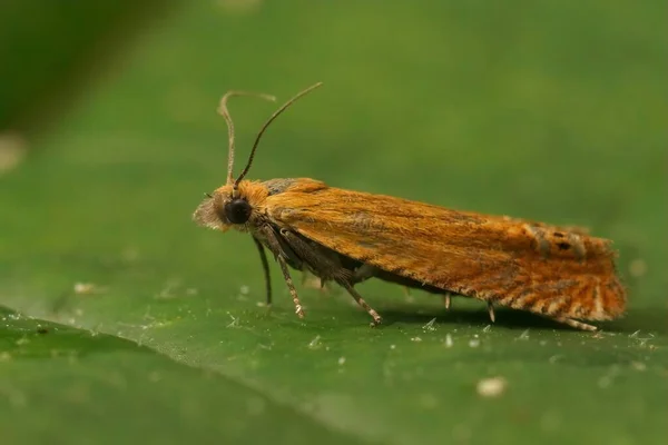 Részletes Közelkép Egy Élénk Narancssárga Piercer Molylepke Lathronympha Strigana Egy — Stock Fotó