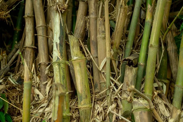 Detailní Záběr Hromadu Bambusových Rostlin Zahradě — Stock fotografie