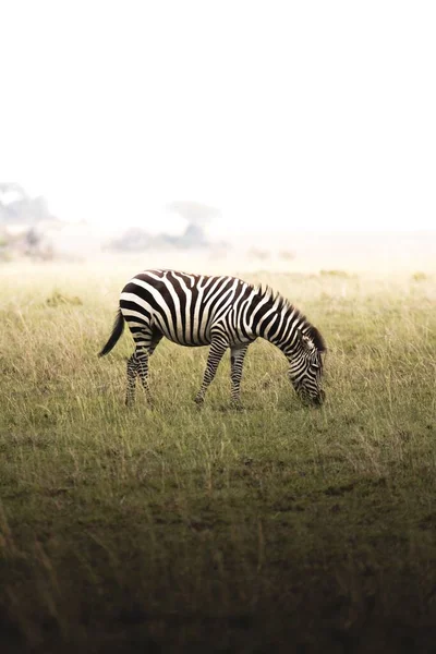 Vertical Shot Zebra Grazing Field — Stock Photo, Image