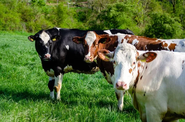 晴れた日の緑の牧草地での牛の放牧の眺め — ストック写真