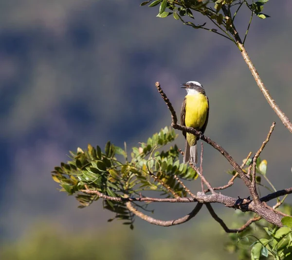 Pták Žlutým Břichem Který Sedí Větvi Stromu Otevřeným Zobákem — Stock fotografie