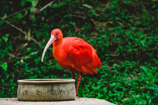 Närbild Den Röda Ibis Eudocimus Ruber Utvalt Fokus — Stockfoto