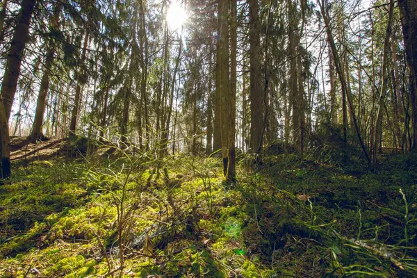 Une Vue Verticale Beaux Grands Arbres Dans Une Forêt — Photo