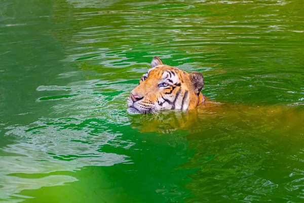 Tiger Som Simmar Sjö Varm Sommardag — Stockfoto