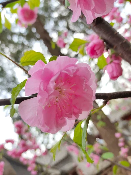 在模糊的背景下 樱桃树花朵的垂直特写 — 图库照片