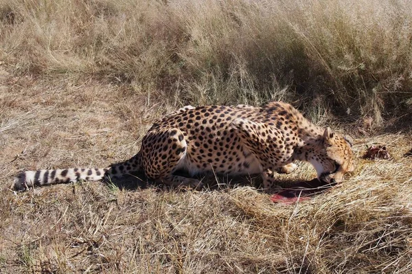 Primer Plano Guepardo Acinonyx Jubatus Comiendo Carne Una Sabana África — Foto de Stock