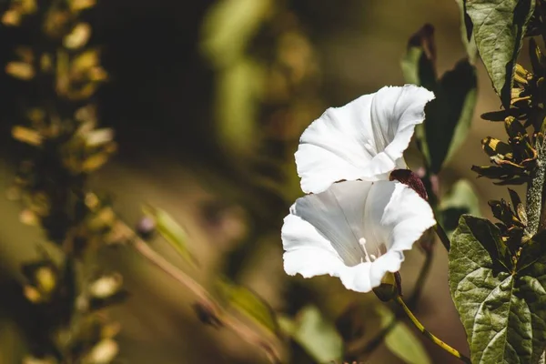 Крупним Планом Знімок Красивих Білих Квітів Розмитому Фоні — стокове фото
