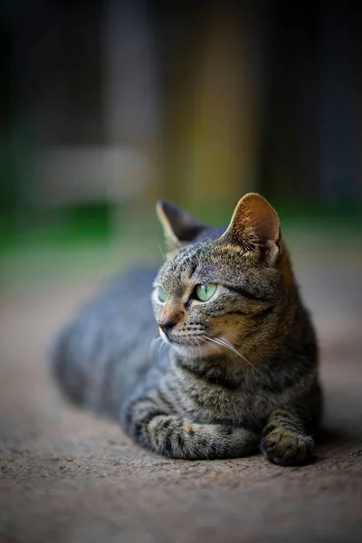 귀여운 고양이의 — 스톡 사진