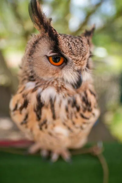 鋭い耳と赤い目を持つ茶色のフクロウの頭の垂直ショット — ストック写真