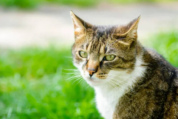 Retrato Belo Gato Marrom Branco Uma Superfície Gramada — Fotografia de Stock