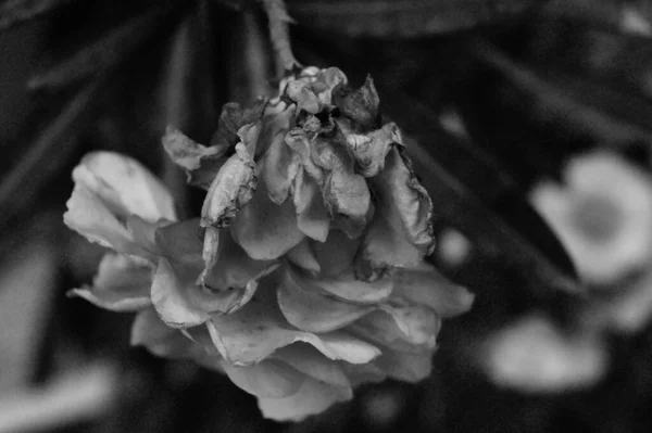 Крупним Планом Знімок Садових Троянд Сірому Камені Лісі — стокове фото