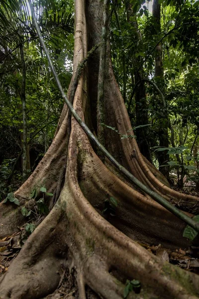 Eine Vertikale Aufnahme Von Ficus Aurea Florida Würgefeige Einem Grünen — Stockfoto