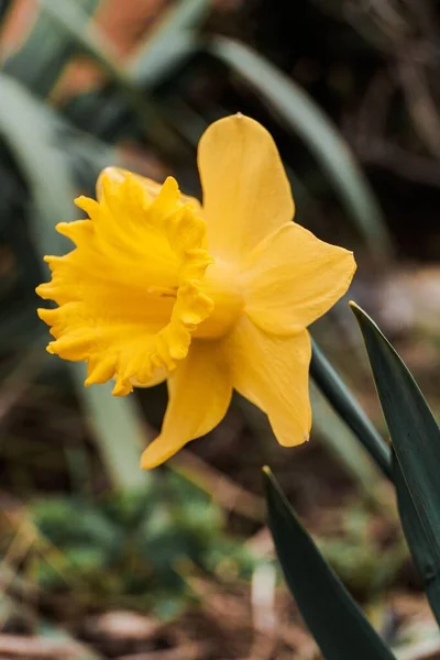 Eine Flache Aufnahme Von Narzissenblüten Die Garten Blühen — Stockfoto