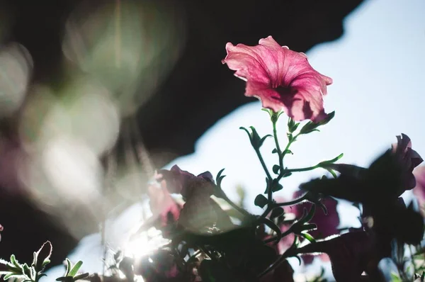 Selektiv Fokusbild Rosa Petunia Trädgården — Stockfoto