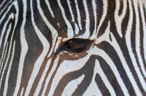 Een Close Met Het Oog Van Een Zebra Dier Wild — Stockfoto