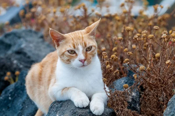 Gato Rojo Yaciendo Sobre Piedra Oia Santorini Grecia — Foto de Stock