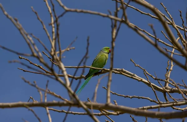 在树枝上栖息着一只绿色玫瑰环抱的鹦鹉的特写镜头 — 图库照片