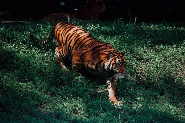 A view of a beautiful tiger looking for prey in its habitat