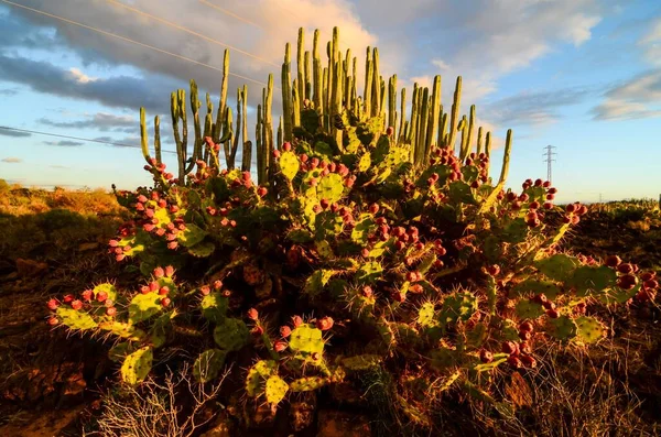 Spokojny Zachód Słońca Pustyni Kaktus Teneryfie Wyspy Kanaryjskie — Zdjęcie stockowe