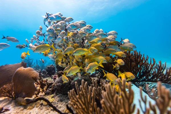 Uma Escola Belos Peixes Recife Coral Nadando Debaixo Água — Fotografia de Stock