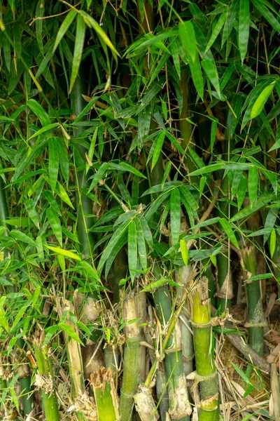 Detailní Záběr Rostlin Bambusu Zahradě — Stock fotografie