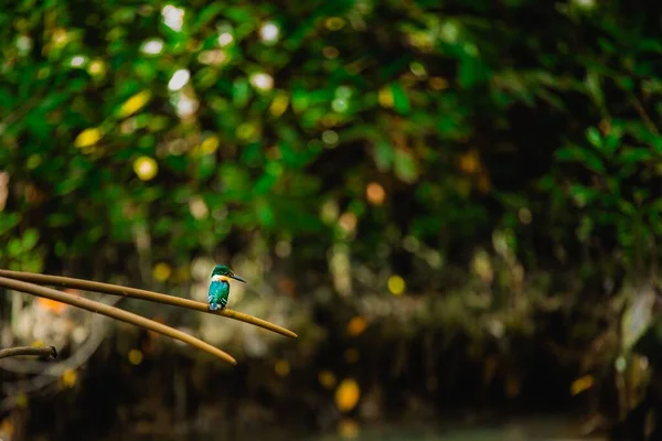 Tiro Foco Raso Minúsculo Azul Comum Kingfisher Alcedo Atthis Empoleirado — Fotografia de Stock