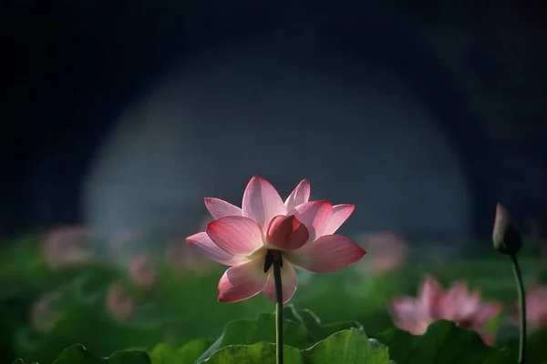 Избранный Фокус Прекрасного Розового Лотоса — стоковое фото