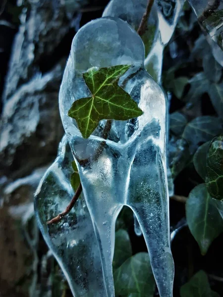 Крупный План Зеленого Листа Растущего Покрытой Льдом Ветке — стоковое фото