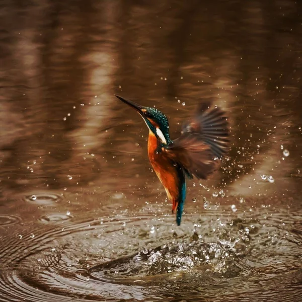 Kingfisher Bird Alcedo Atthis Winged Animal Colorful Backgound Потрясающий Момент — стоковое фото