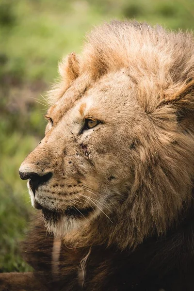 荒野の野原にある巨大なライオン — ストック写真