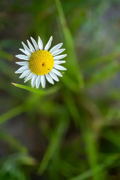 Uma Bela Flor Branca Amarela Desabrochando Fundo Borrado — Fotografia de Stock