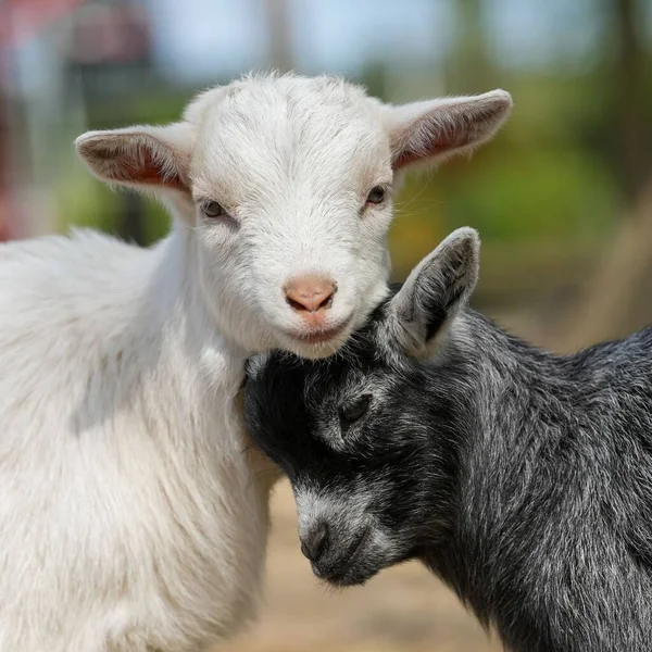 A closeup shot of black and white sheep with their heads next to each other