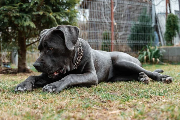 Zbliżenie Ujęcia Smutnego Psa Cane Corso Leżącego Trawie Parku — Zdjęcie stockowe